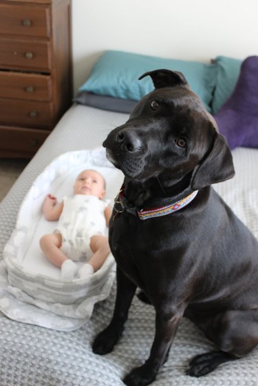 dog is protective of baby brother