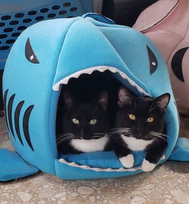 tuxedo cats in shark-shaped cat bed