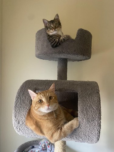 cats in cat tower look like truckers with arm out window.