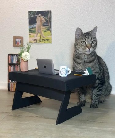 person builds cat-sized work from home desk for cat.