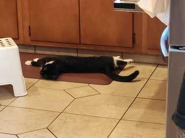 dramatic cat plays dead after getting squirted with water bottle.