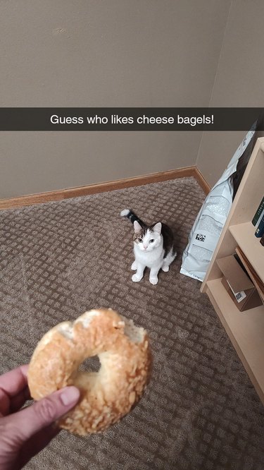 cat nibbles from person's bagel.