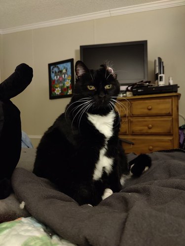 tuxedo cat wakes up with ear folded over.