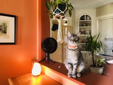 cat with orange collar has soulful face.