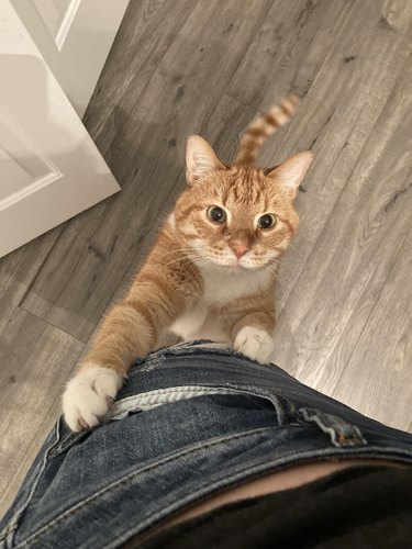 orange cat climbs person leg.