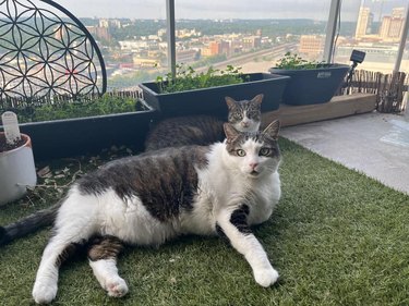 chonky cat next to normal sized cat.