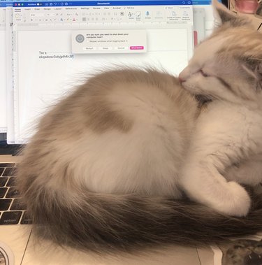cat powers down laptop