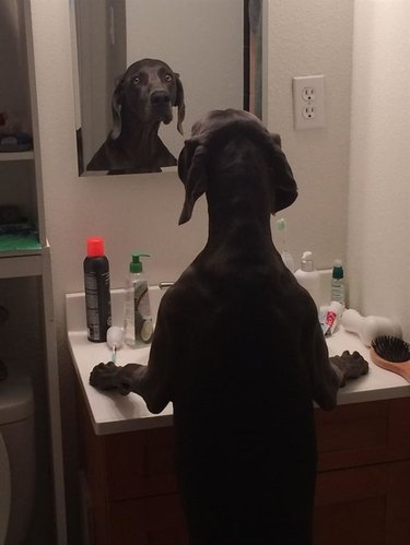 dog stares at reflection in mirror