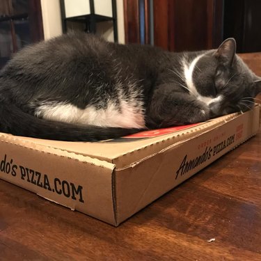 chonky cat sleeping on pizza box.