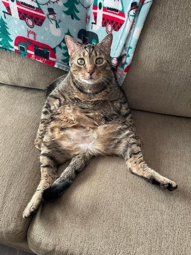 chonky cat sitting upright on couch.