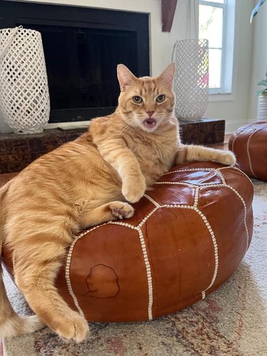 chubby orange cat sleeping on ottoman.