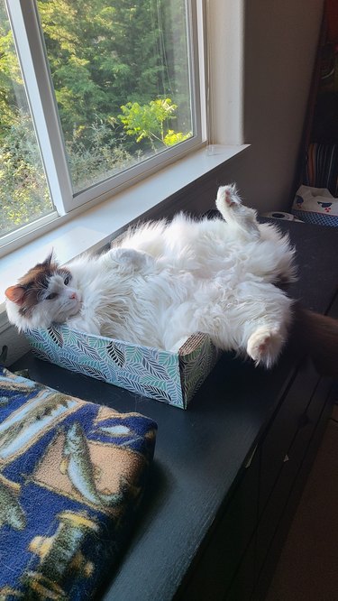 chonky cat too big to fit in box.