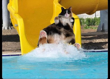 cat on waterslide