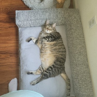 chonky cat sleeping on cat bed.