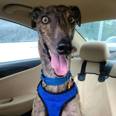 derpy greyhound dog