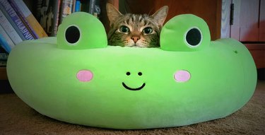 cat sleeping in frog-shaped cat bed.