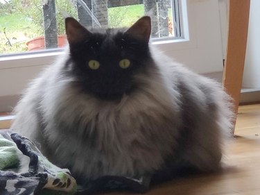 chonky cat with fluffy coat.