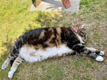 chonky cat sleeping on patch of grass.