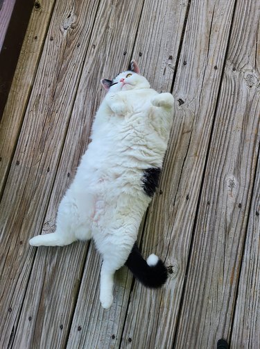 chonky white cat sleeping on back.