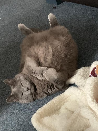chonky gray cat sleeping on floor.