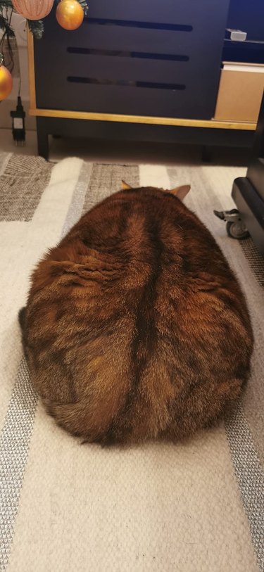 chonky cat looks like football.