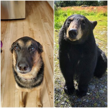 dog looks like bear