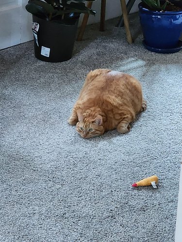 thick orange cat getting flat to the ground.
