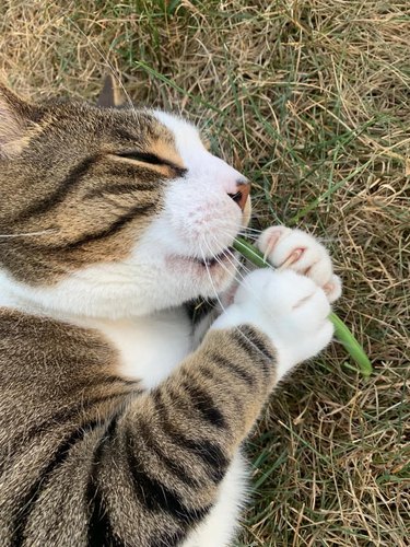 chonky cat eating green bean string.