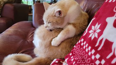 chonky orange cat licking belly.