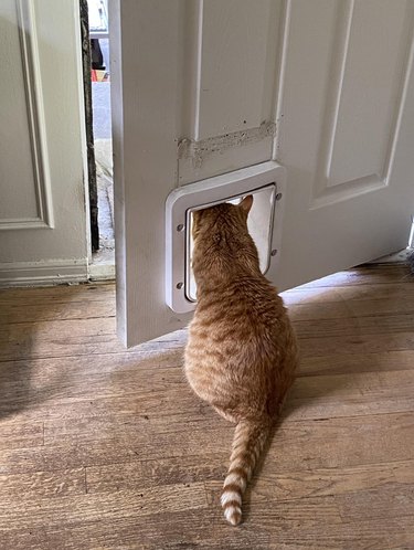 cat looking out cat window in people door.