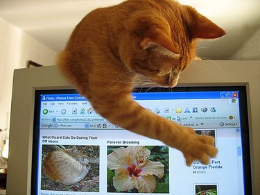 cat sticks paw on computer screen.