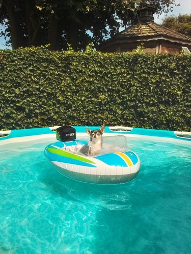 dog in inflatable boat.