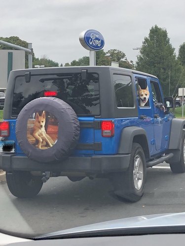 dog sticks head out window of jeep