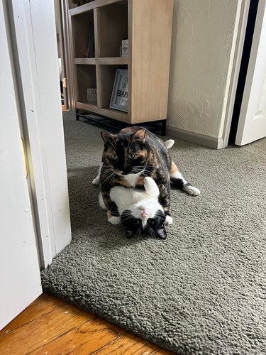 cats wrestling on the floor.