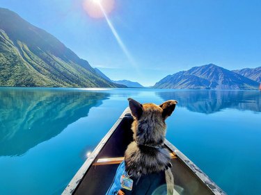 dog in canoe looking sun above river.