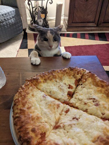 cat stares at pizza on a table.