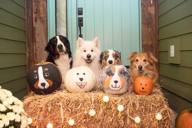 Dogs posing with pumpkins painted to look like them.