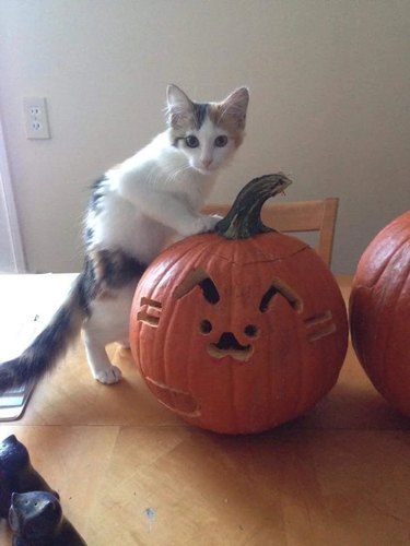 Kitten with its paws on Pusheen jack'o'lantern