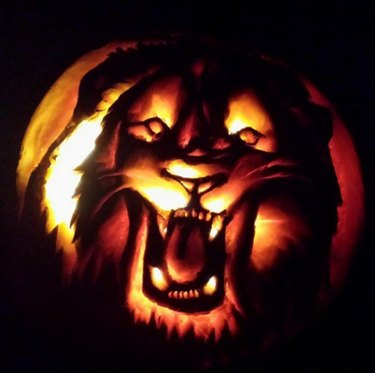 Roaring lion carved into pumpkin
