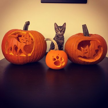 Kitten posing with three jack'o'lanterns