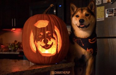 Dog posing with pumpkin carved to look like the dog's face.