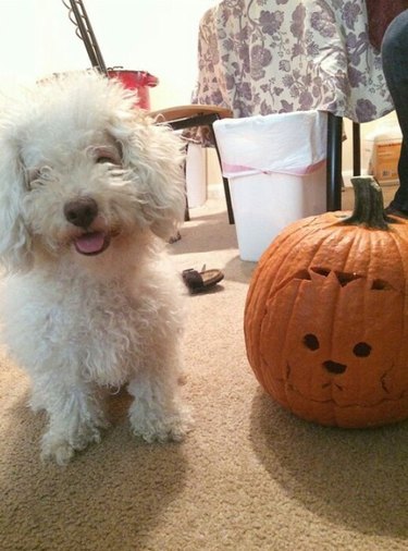 Dog posing with pumpkin carved to look like the dog's face.