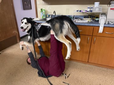 woman lifts dog up in a veterinarian's office.