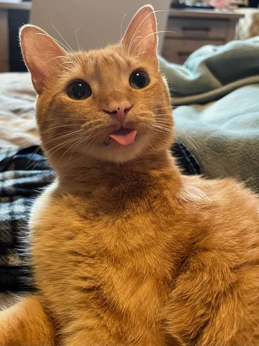 orange cat sticks tongue out.