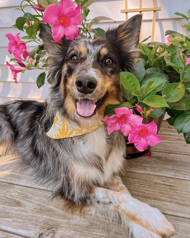 Happy dog with a yellow bandana sitting by a pink flower plant.