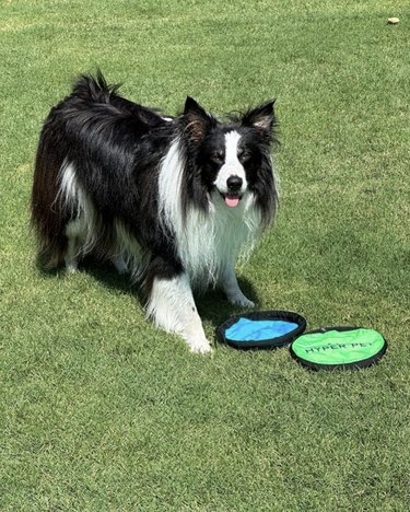 dog standing in the grass with two frisbees.