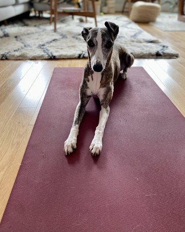 A whippet dog is on a purple yoga mat.