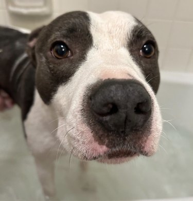 Closeup of a pitbull standing in a tub of water.