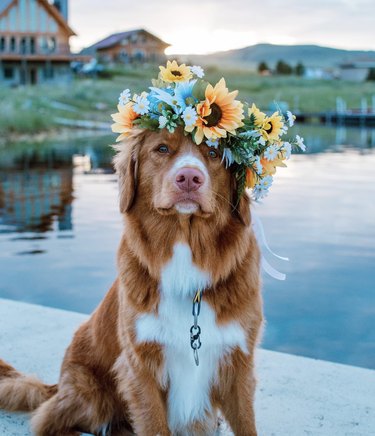 Dog in a sunflower crown is sitting by a lake.