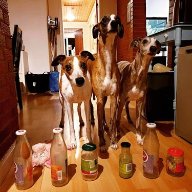 Three greyhounds standing behind a row of bottles